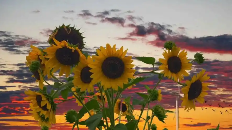 向日葵花语:阳光开朗,积极向上