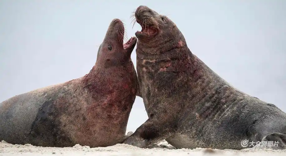 海豹发情相互厮打 场面血腥不忍直视 (1/6)