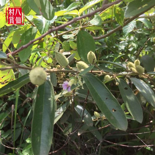 新鲜山芝麻现挖假芝麻岗油麻山油麻坡油麻中草药500克包邮