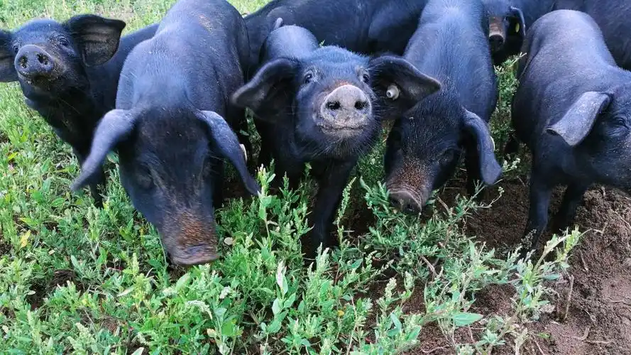 cctv2生财有道红山草猪吃草的猪