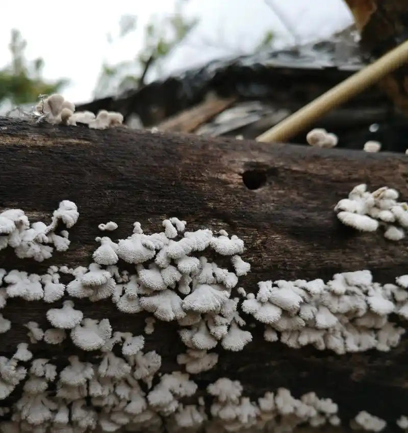 白参菌因为特有的清香味,吃时可以健胃醒脾,促进食欲.