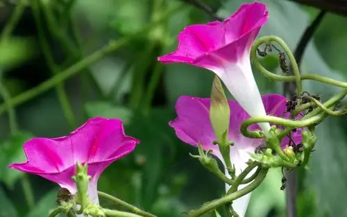 牵牛花,喇叭花 宽屏壁纸壁纸图片