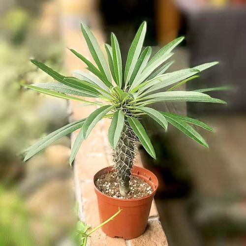 非洲霸王树盆栽造景植物超大型绿植园林植物室内花卉绿植棒槌树花