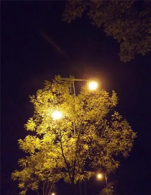 照亮街道的路灯唯美夜景意境图片_2512358_领贤网