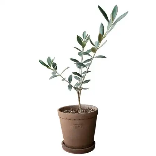 植然空间丨油橄榄树室内桌面植物小盆盆栽网红绿植