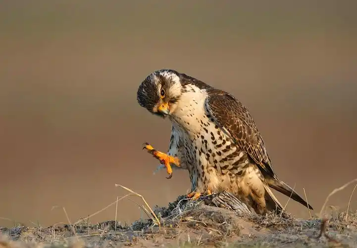 (猎隼)收获的不仅仅是几张鸟片之:(两只小猎隼?-8页)