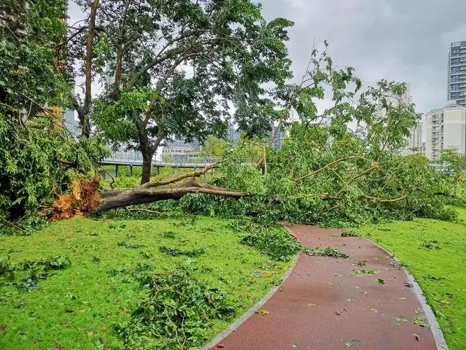 可怕的台风——山竹