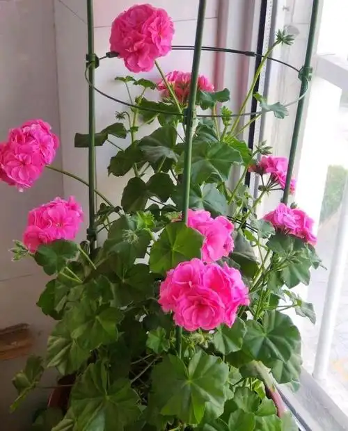 天竺葵"粉女巫"—优秀的阳台盆栽,花朵美若玫瑰,四季都有花看