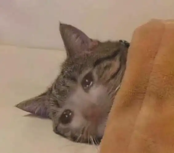 流泪猫猫头 - 流泪猫猫头无字表情包表情表情合辑:流