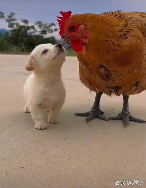 小狗狗与鸡妈妈,温馨互动成佳话.
