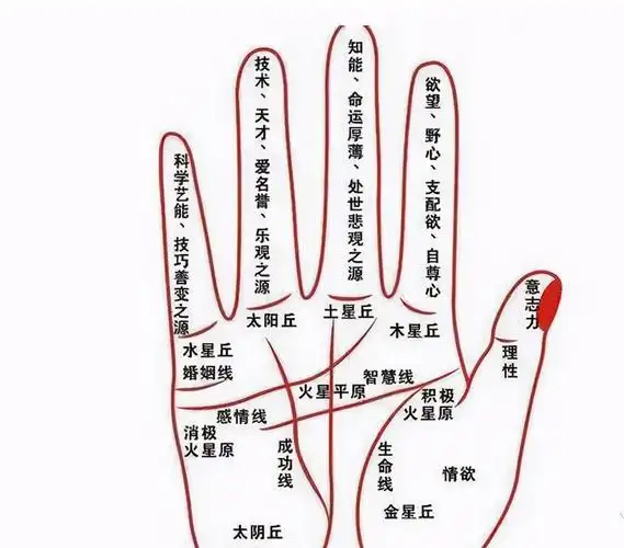 手纹看相算命(请伸出你的手,让我来看看你的性格与命运) | 星座运势