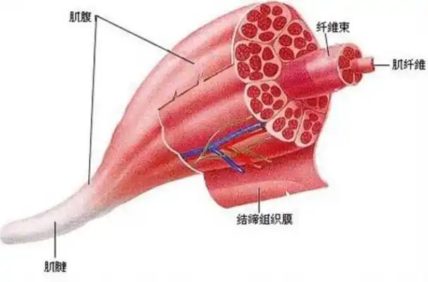 称为肌束膜,整块肌肉外边又包有较厚的结缔组织,称为肌外膜(会不会