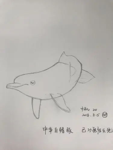 中华白鳍豚|手绘149幅 - 简书