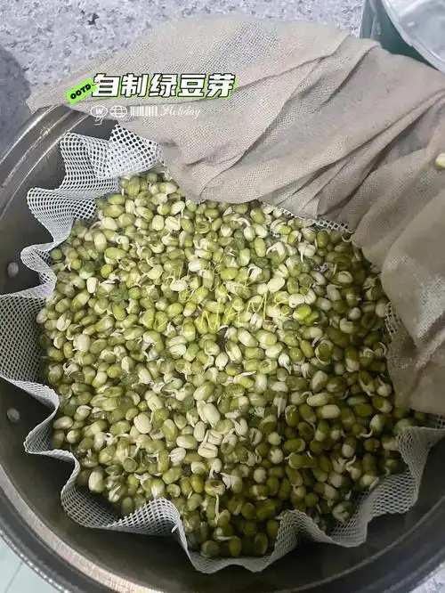 自制绿豆芽踩坑篇教程