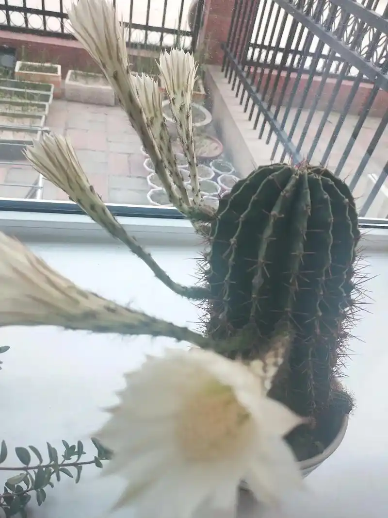 我的仙人球开花了! 白色的花象征生命的顽强,吉利喜庆以及希 - 抖音