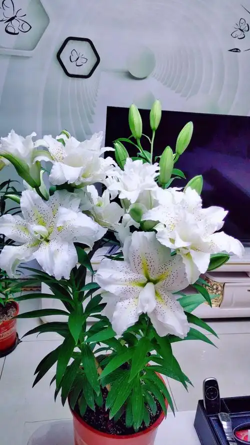 重瓣百合花—西塔,花大色美,浓香四溢,年年复花,阳台养也可以