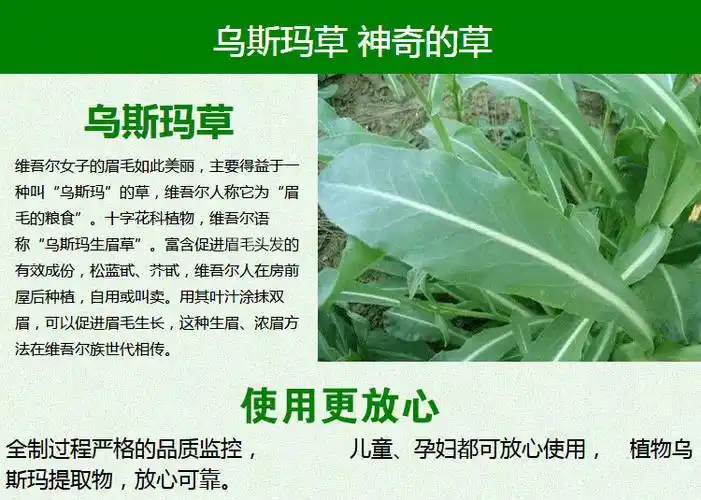 乌斯玛草粉新疆乌斯曼眉毛浓眉发际线鬓角乌斯曼 新疆奥斯曼粉生眉粉