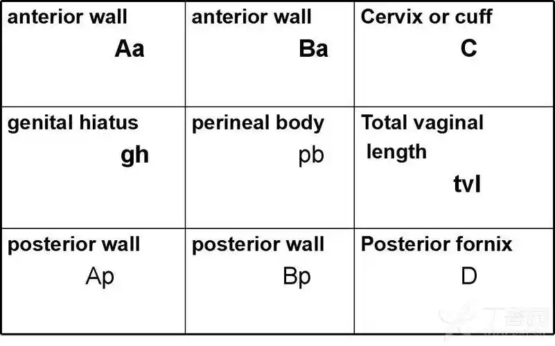 length,tvl), 生殖道裂孔(genital hiatus,gh)高度, 会阴体(perineal
