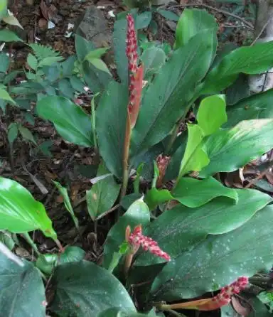 山姜[图]的功效与作用