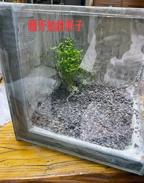 水泥花盆改鱼缸,鱼缸又开缸,一波三折