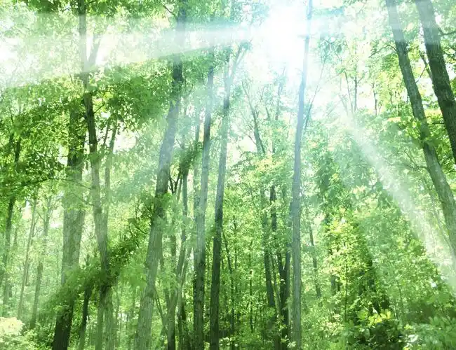 参天大树和阳光图片树林阳光参天大树