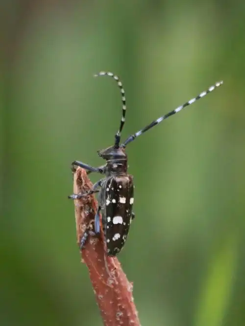 《身边发现,我拍你看》天牛篇 - 美篇