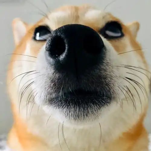 爱翻白眼的小青蛙