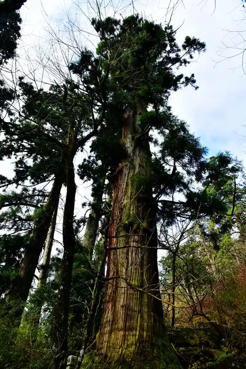 这棵柳杉被誉为"冠军树",高近50米,胸径2.26米,单株材积81余立方米.