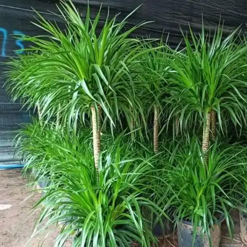 这盆大双层龙须树龙血树老桩真的太美了!