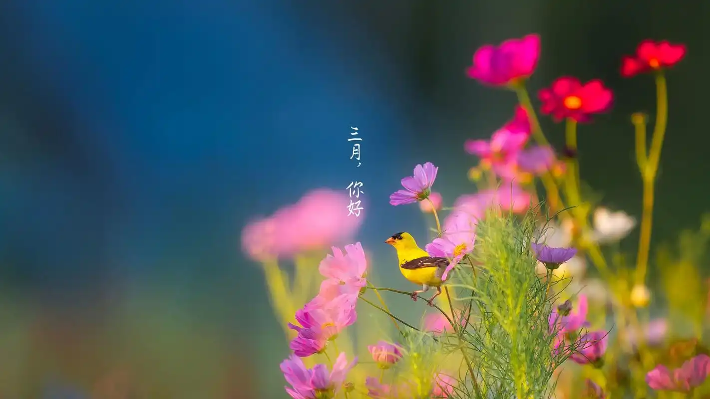 三月你好唯美创意图片桌面壁纸
