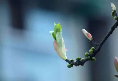 (原图文)一叶一菩提