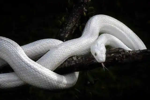 民间故事:木匠作工回家,却被一条白蛇阻拦道:回家不要动筷