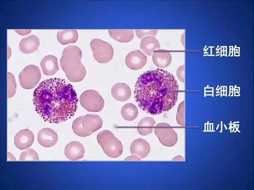红细胞 白细胞 血小板