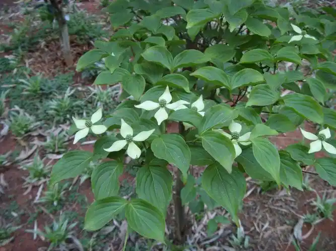 头状四照花(dendrobenthamia capitata)