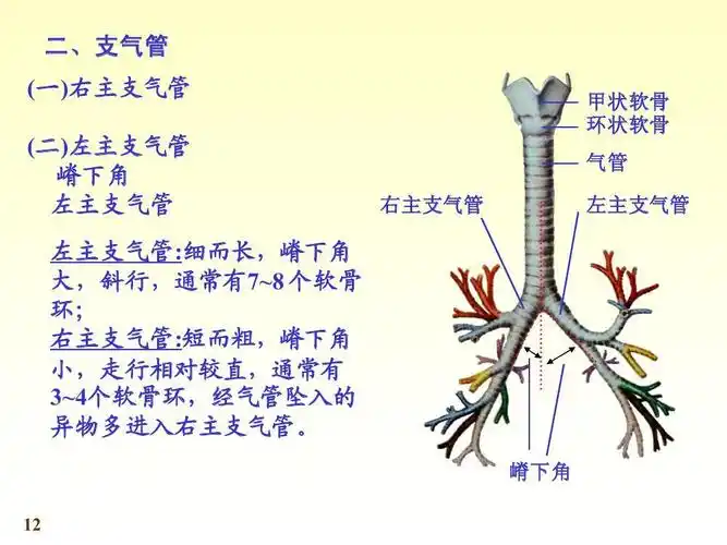 支气管 (生物化学品)
