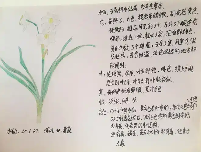 上个月菜花曾经用心为它做过自然笔记,本月苏菂也在公园里遇见了它.
