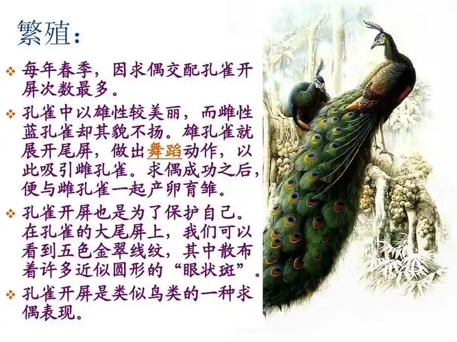 美丽的孔雀ppt