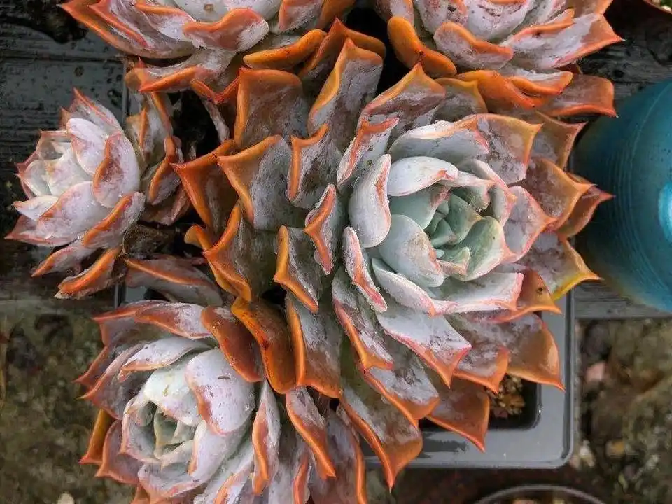 露西娜,皮实好养易度夏,一款新手都能养好的多肉,口碑非常好