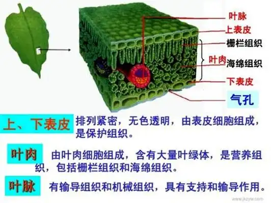 叶片细胞结构图这些看似和落叶背面先着地无关,其实,由于栅栏组织结构