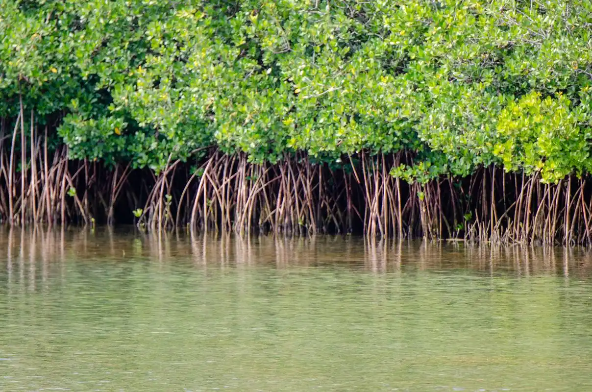 把红树林保护好# 红树林是海岸线上独特的生态系统,具有重要的商