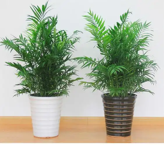 夏威夷植物图片有哪些? - 养花问答 - 四季盆栽