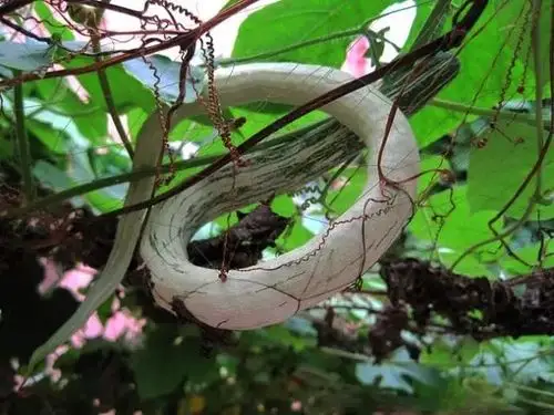 [分享]植物也是大骗子!