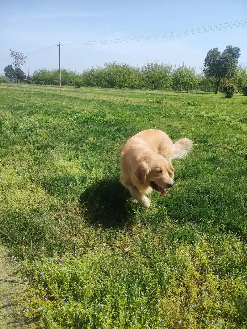 愿晨起的阳光伴随你愉悦的每一天 #狗狗一直摇尾巴应该代表它 - 兑趑