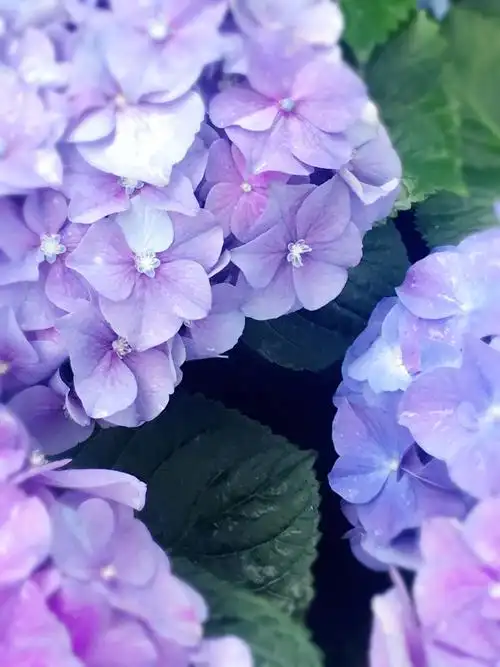 紫色绣球花.戊戌年立夏摄于上海静安.