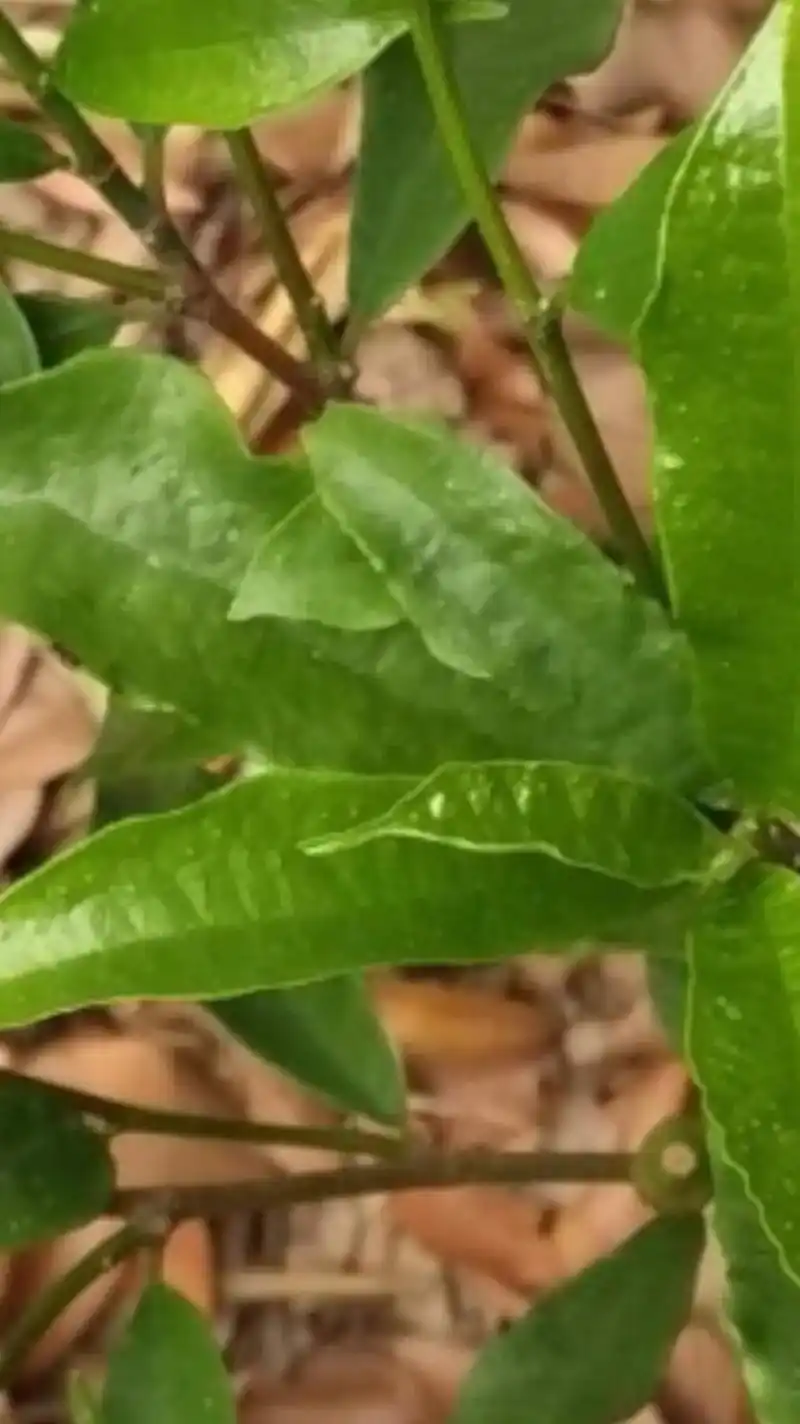 牛奶树分为两种,一种是细叶子牛奶树,一种是大叶子牛奶树,其中 - 抖音