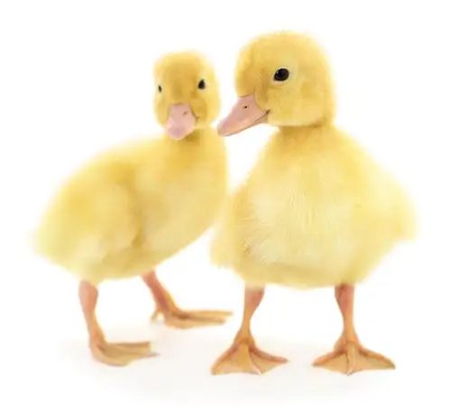 可爱的小鸭子高清图片