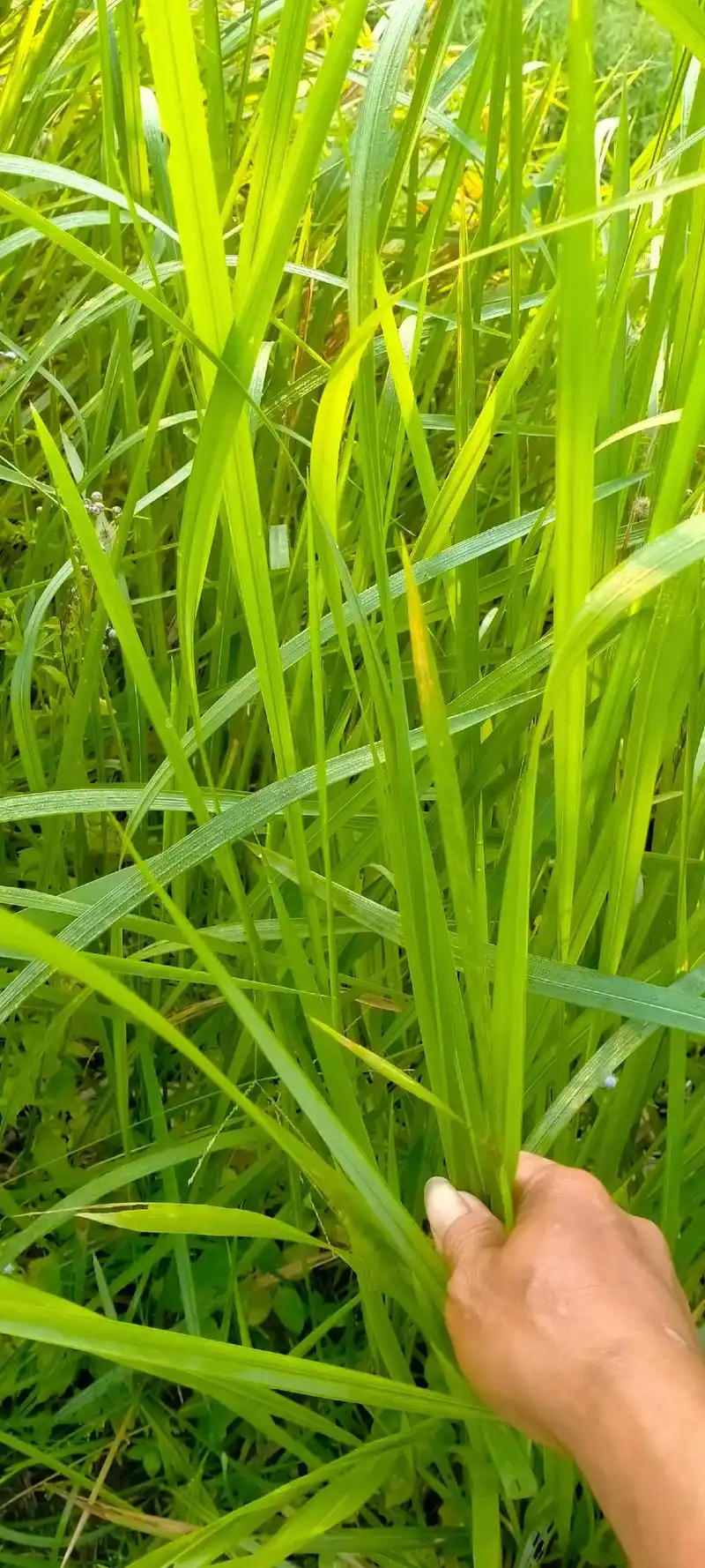 白茅根:禾本科白茅植物,别名茅根,地筋,丝茅草,茅草,白茅草 - 抖音