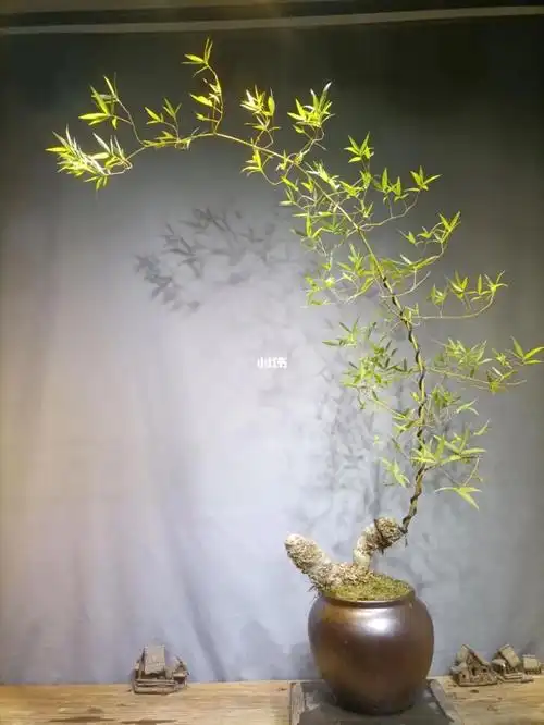 簕竹盆景