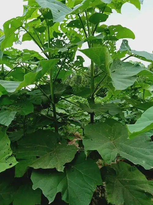 5公分泡桐树价格 泡桐产地批发报价