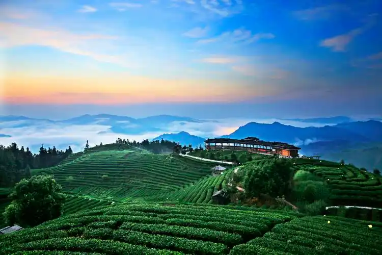 三江布央茶园风光  _调整大小.jpg
